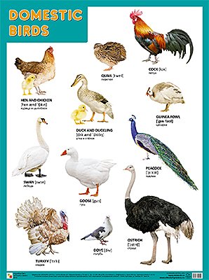плакат домашние птицы Плакаты (англ). Domestic Birds (Домашние птицы)