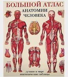 Махиянова Евгения Борисовна - Большой атлас анатомии человека
