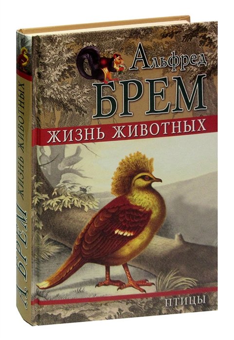 Тайная жизнь животных пернатые приключения отзывы. Древесные птицы. Отряд голубиные.