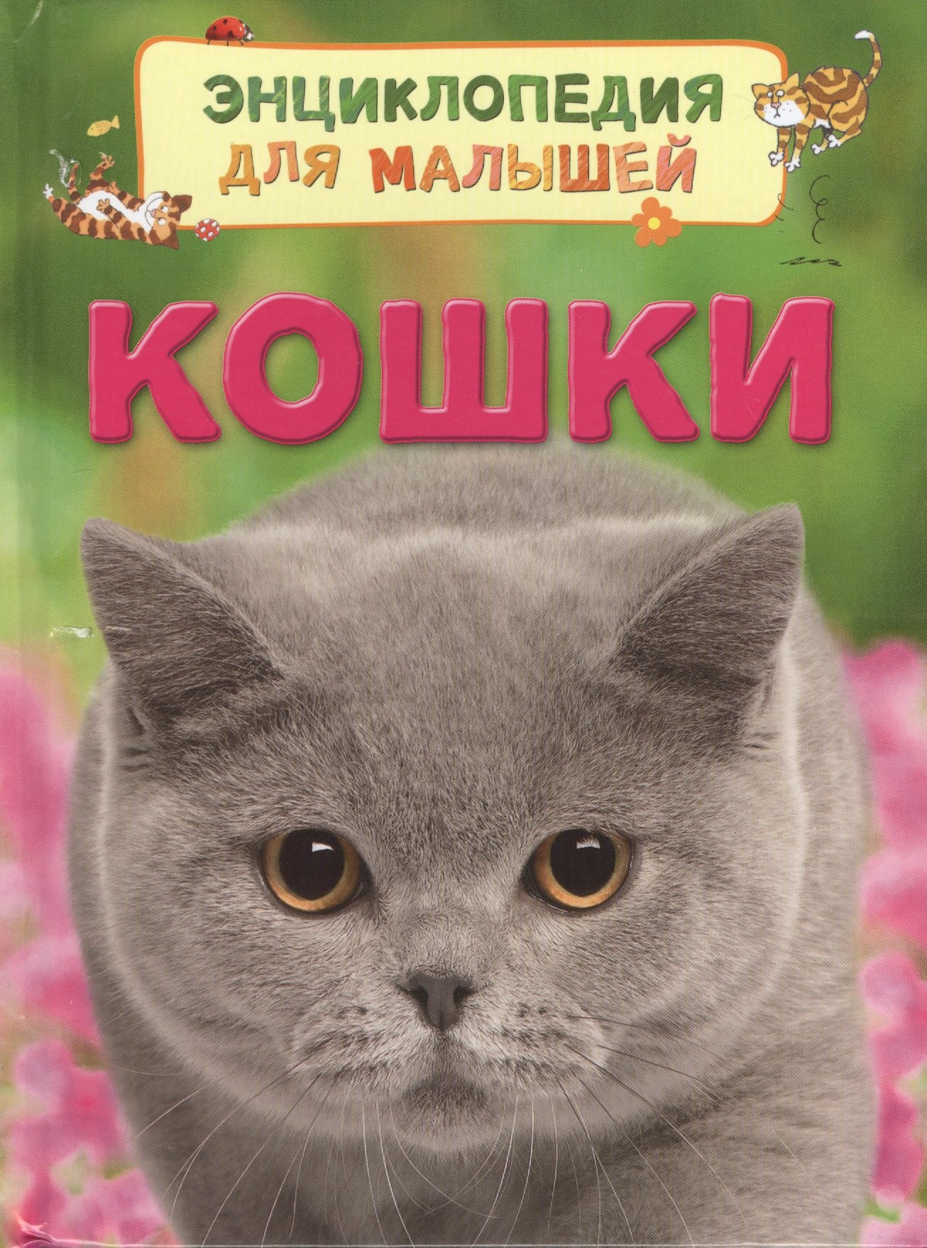 

Кошки