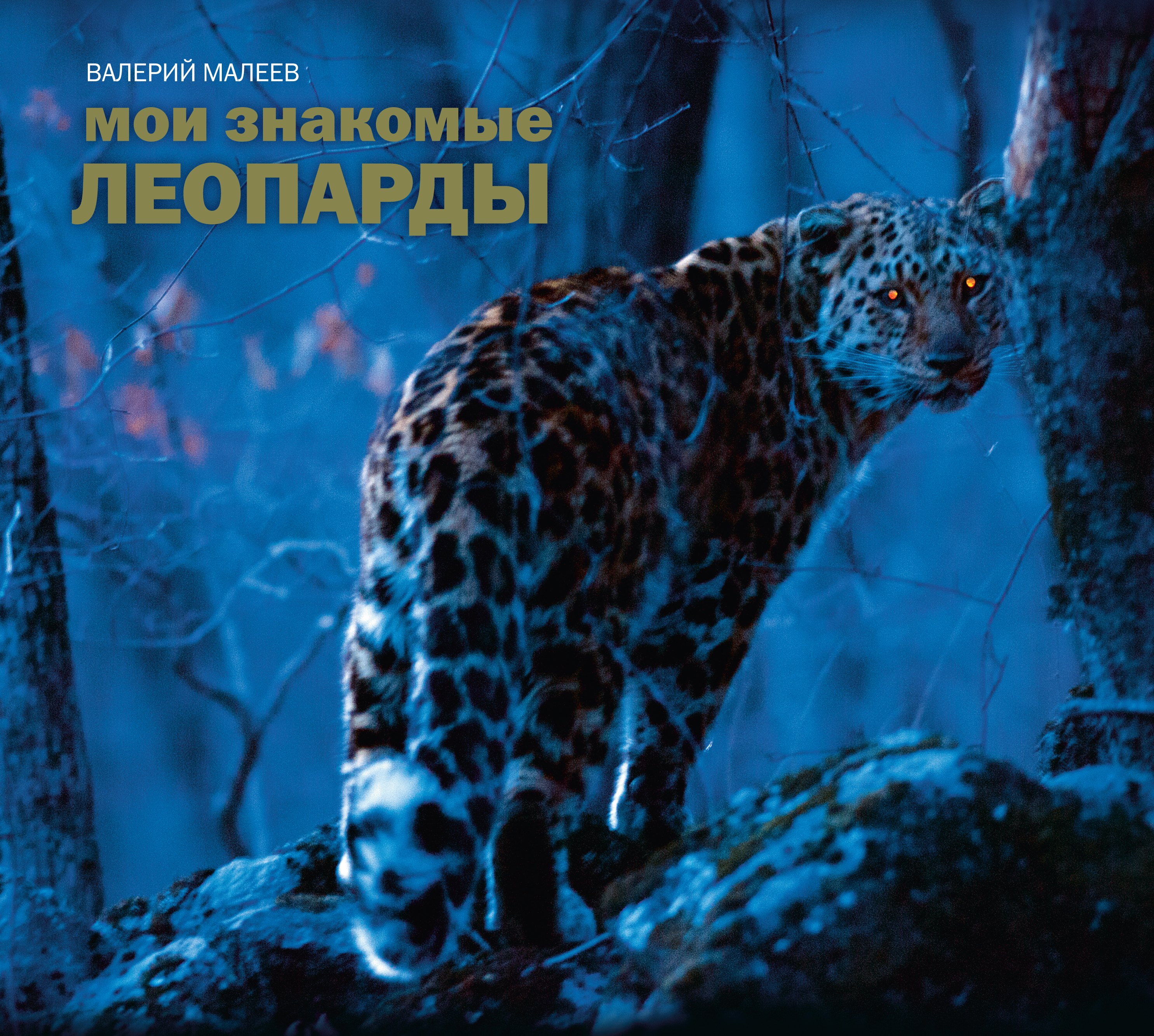

Мои знакомые леопарды