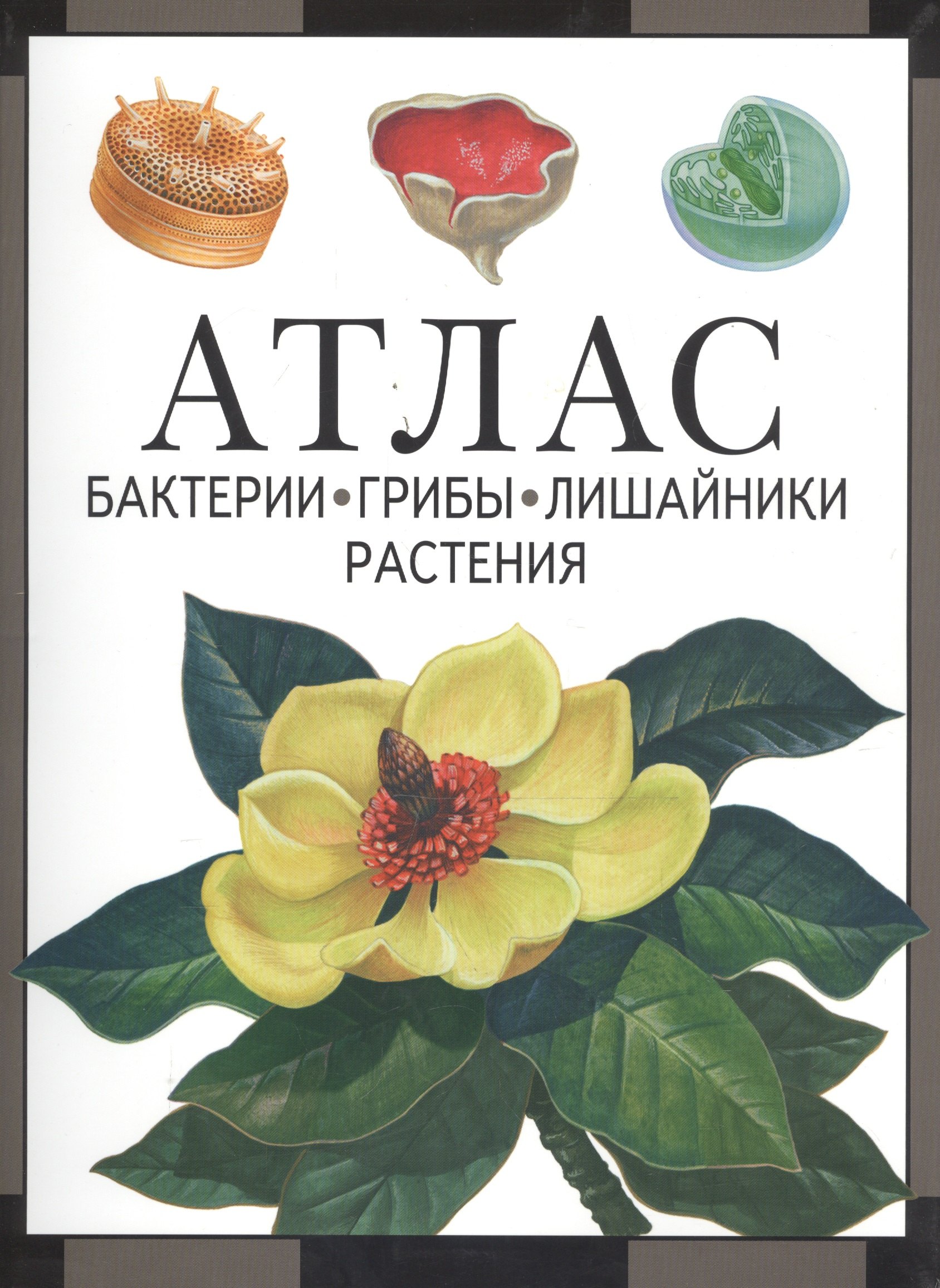 

Атлас. Бактерии, грибы, лишайники, растения