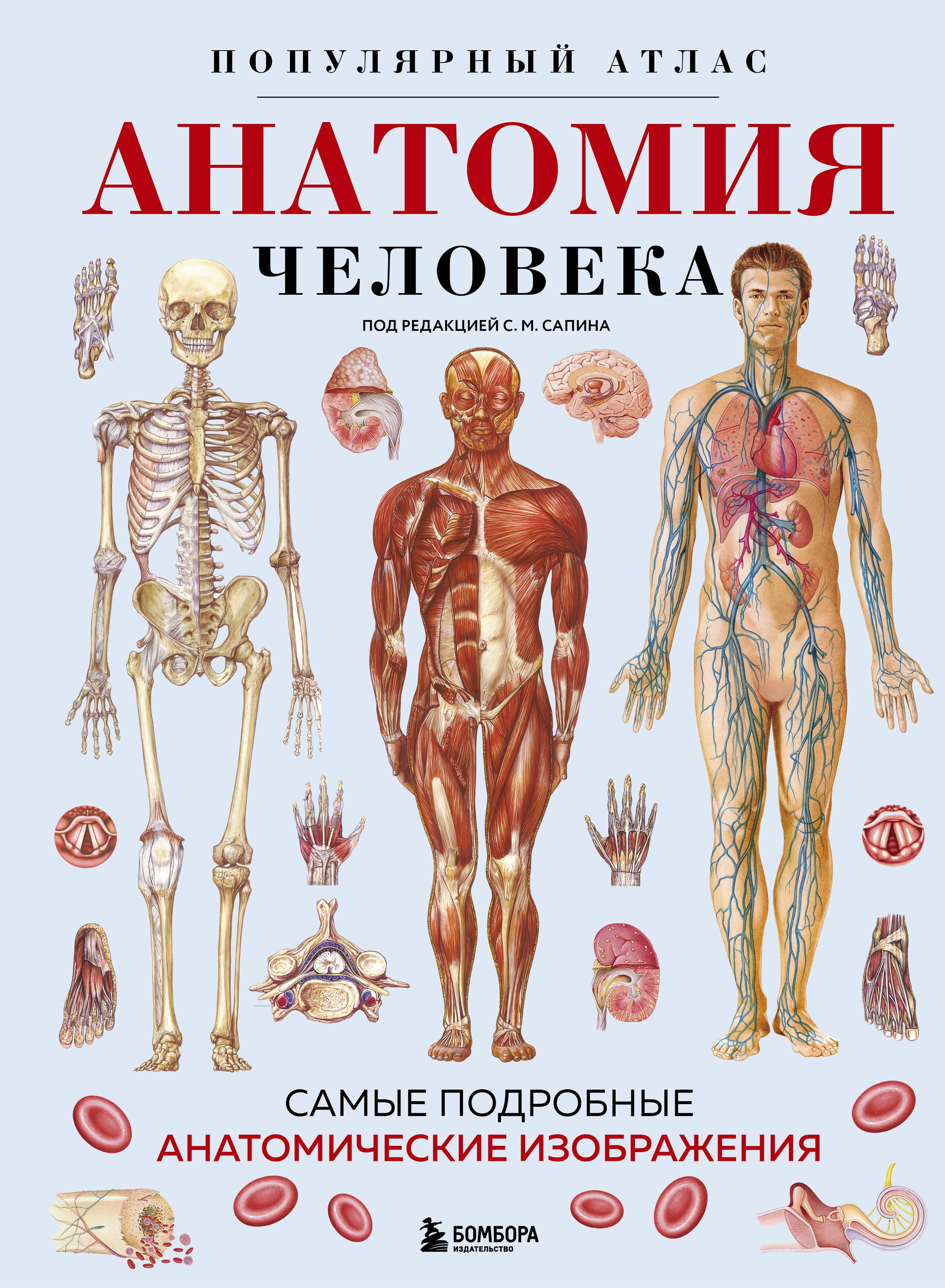 Анатомия человека Популярный атлас Самые подробные анатомические изображения 873₽