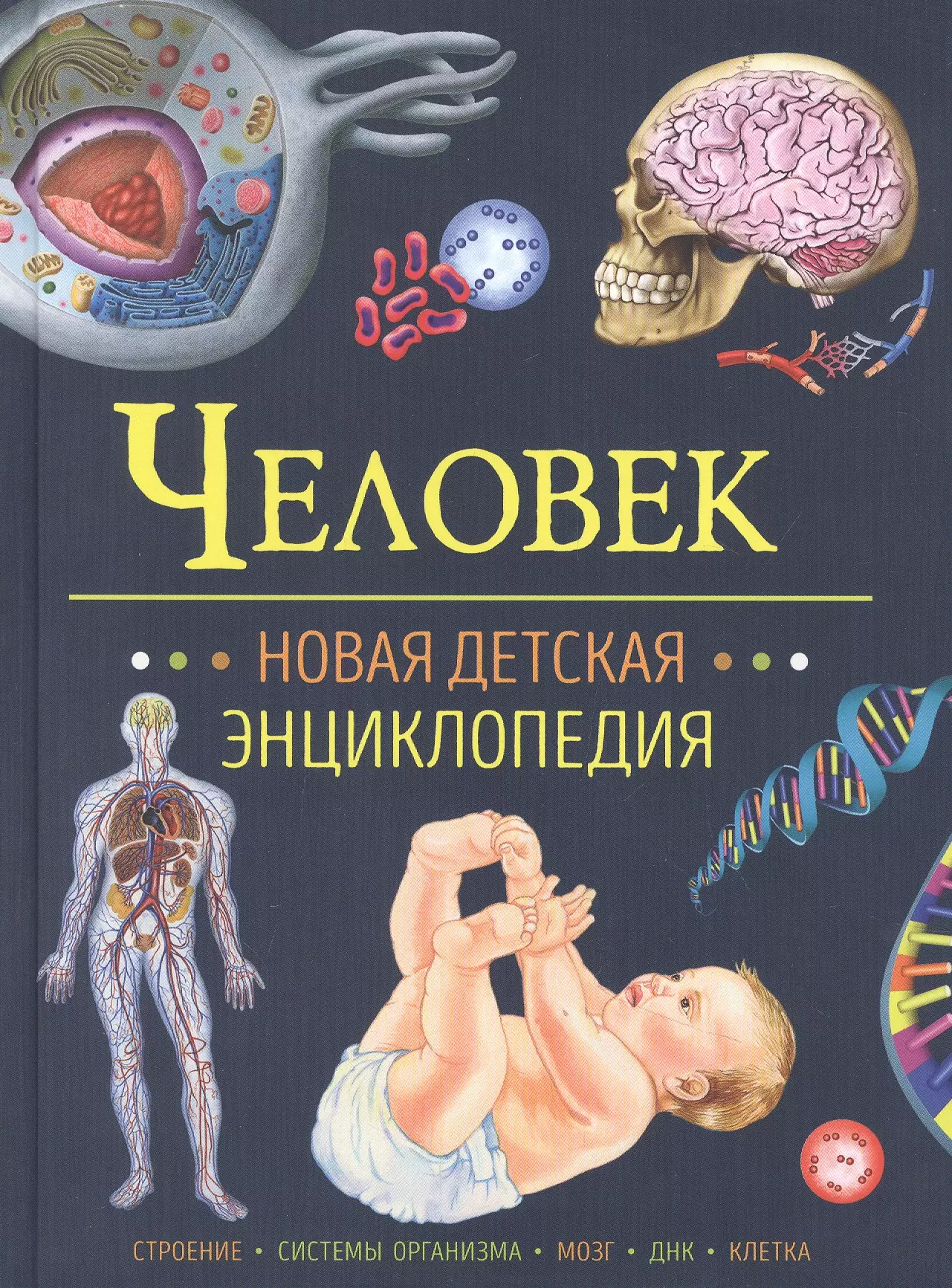 

Человек. Новая детская энциклопедия