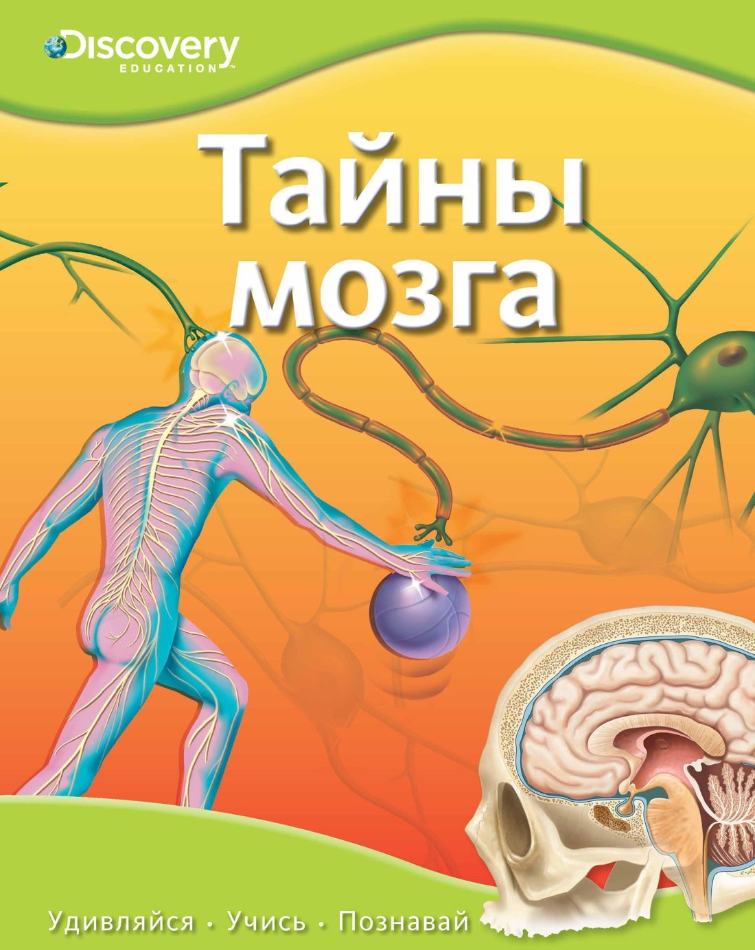

Тайны мозга