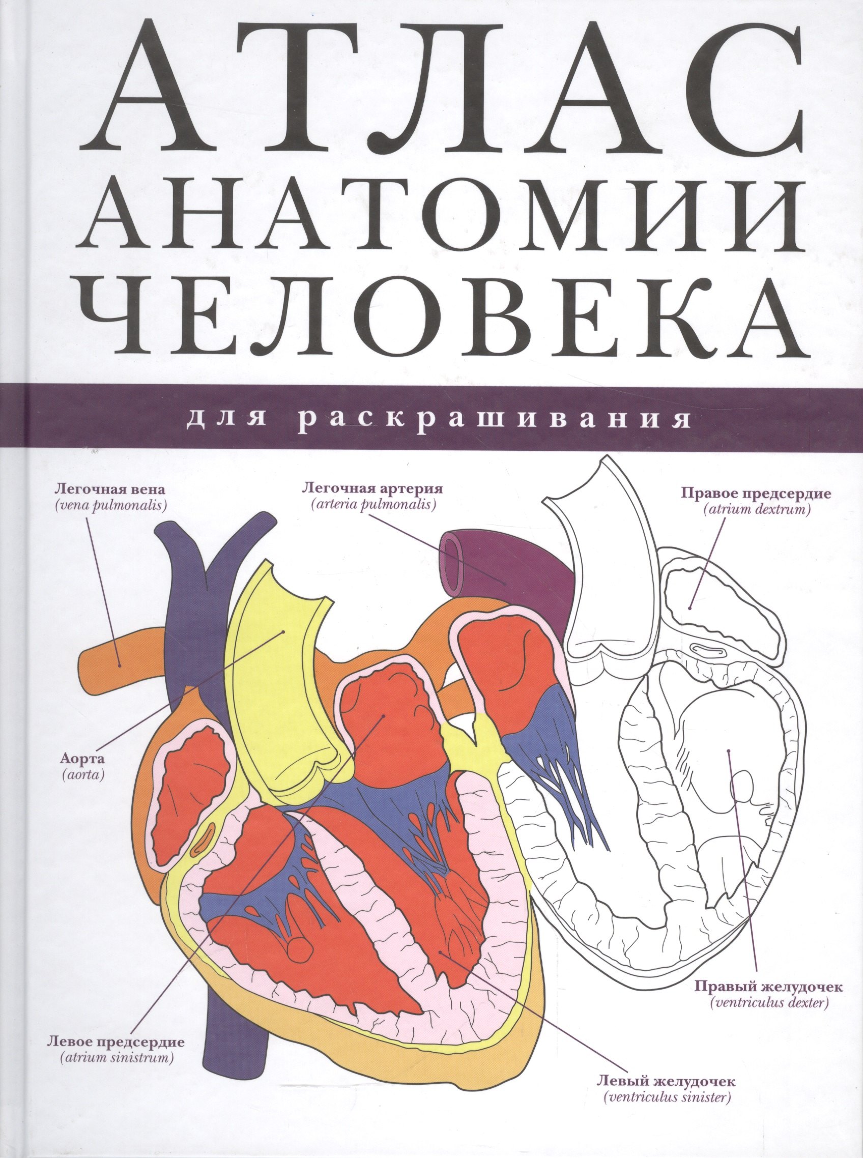 

Атлас анатомии человека для раскрашивания