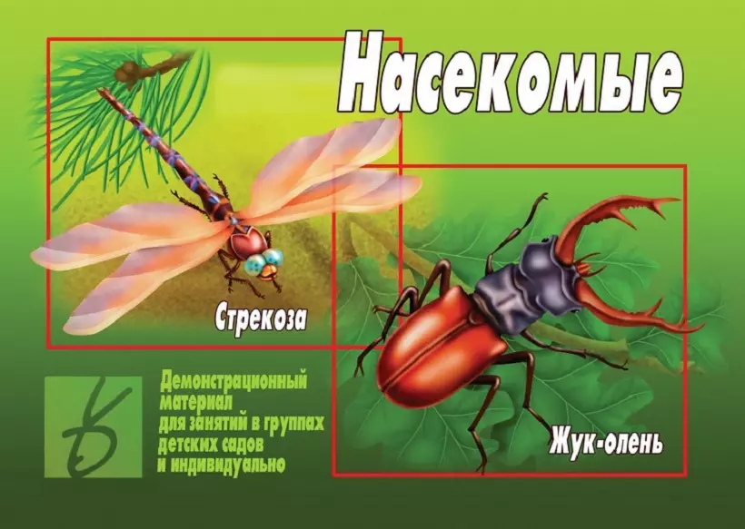 Насекомые. Демонстрационный материал для занятий в группах детских садов и индивидуально