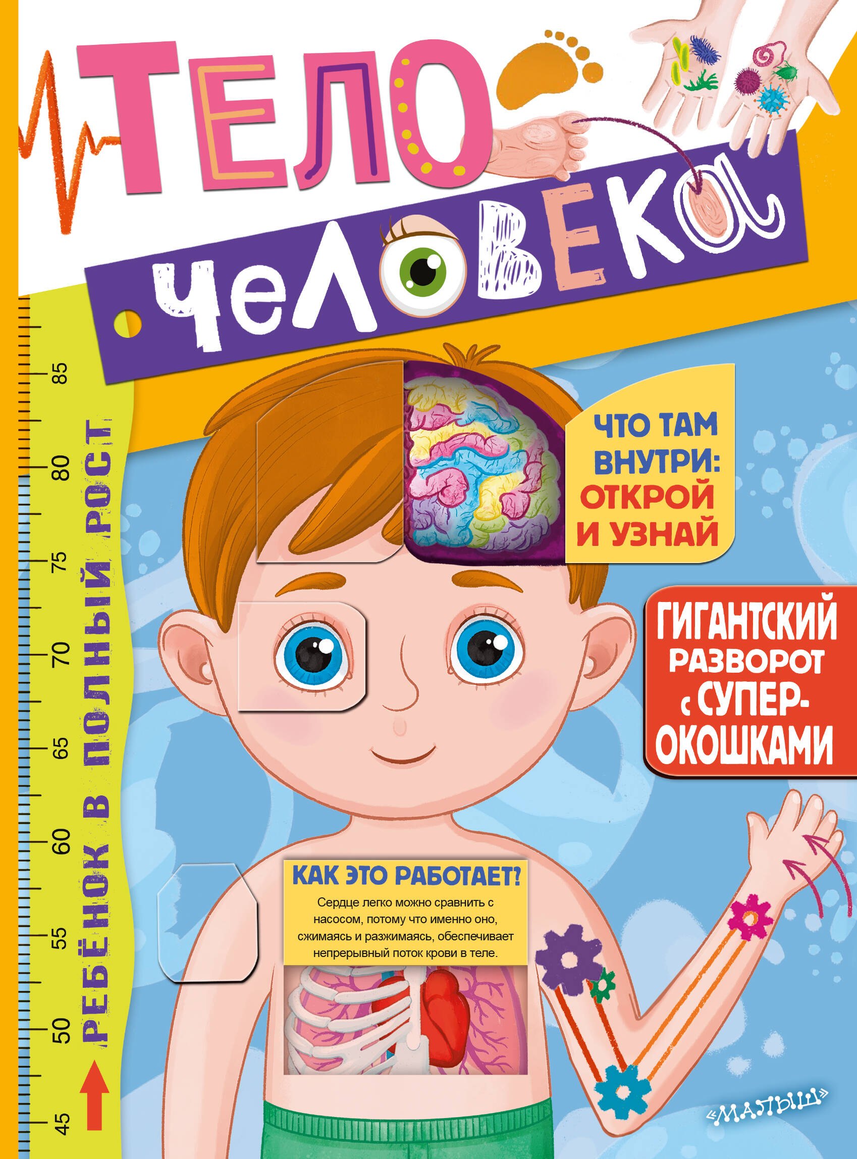 

Тело человека