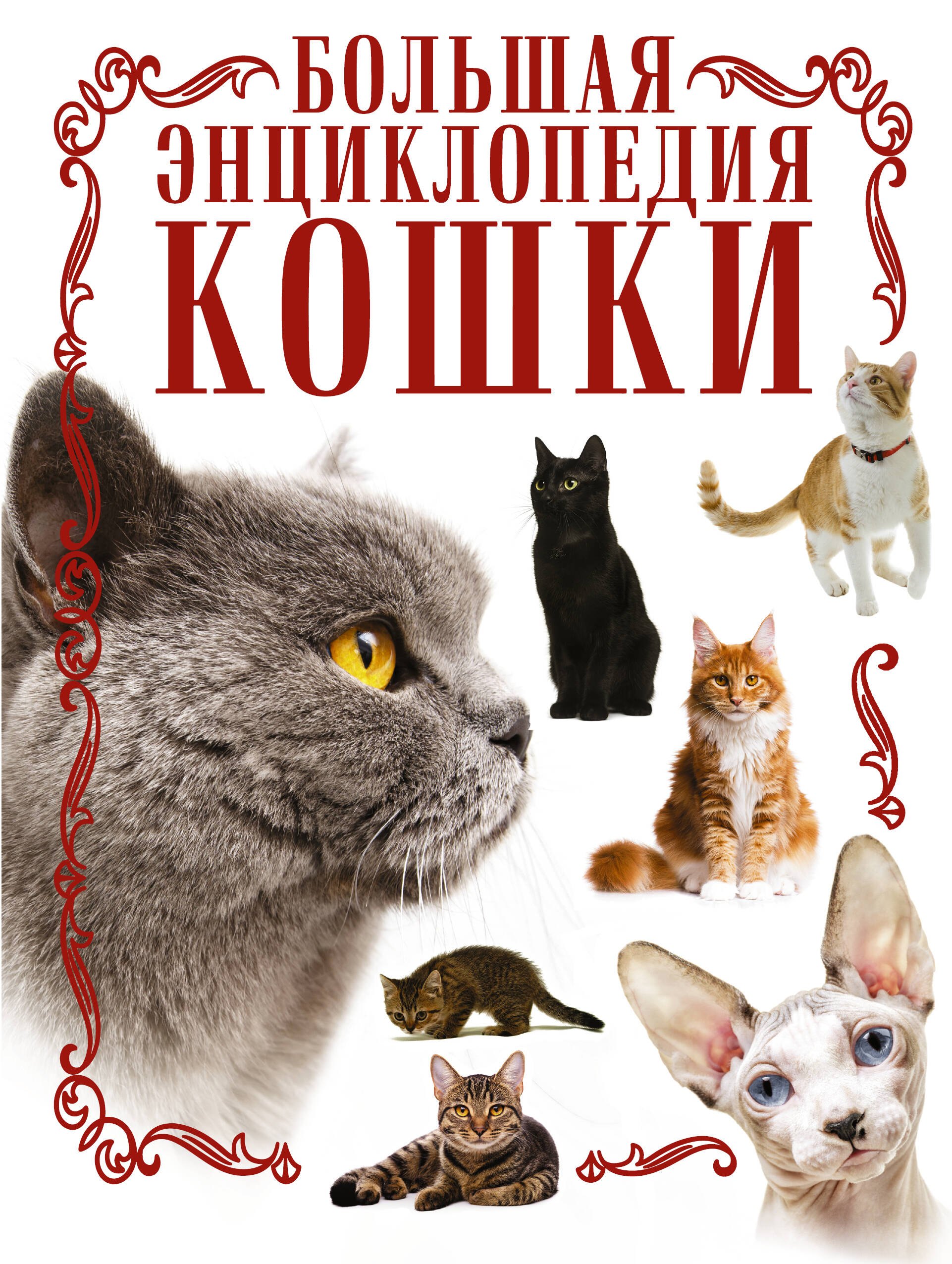 Смирнов Дмитрий Викторович: Кошки. Большая энциклопедия
