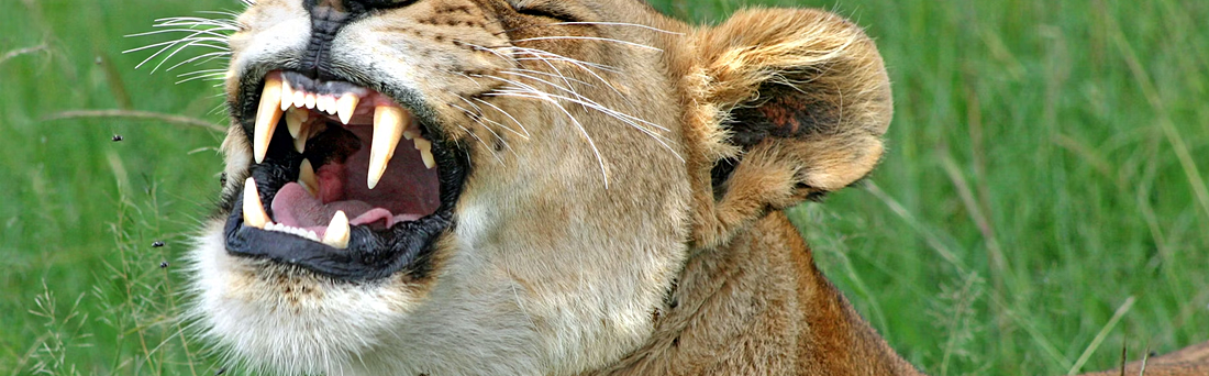 Топ-12 юмористических книг всех времен