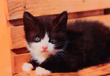 Купить Алмазная мозаика ТМ Рыжий кот 30*40 (класс) полное заполнение c подрамником Черно-белый котенок FC033 — Фото №1