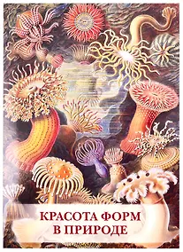 Купить Красота форм в природе — Фото №1