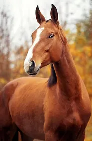 Купить Удивленная лошадь (А5) — Фото №1