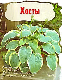 Купить Хосты — Фото №1