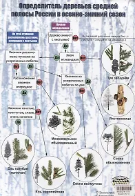 Купить Определитель деревьев средней полосы России в осенне-зимний сезон — Фото №1
