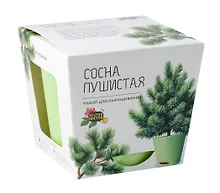 Купить Набор д/выращивания растений Магия Цветов, Сосна пушистая (mf-017) — Фото №1