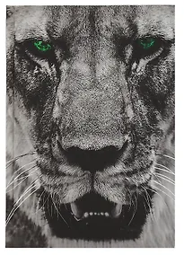 Купить Ежедневник недат. А5 128л "Царь зверей" 7БЦ, ламинация soft touch, офсет — Фото №1