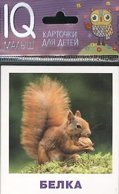 Купить Умный малыш. Кто живёт в лесу? Набор карточек для детей. — Фото №1