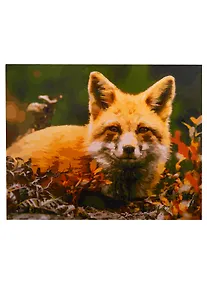 Купить Набор д/творчества Рыжий кот Холст с красками 40х50см по номерам (в коробке) (24цв.) Улыбчивая лиса Х-2979 — Фото №1