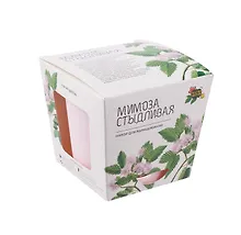 Купить Набор д/выращивания растений Магия Цветов, Мимоза стыдливая (mf-012) — Фото №1