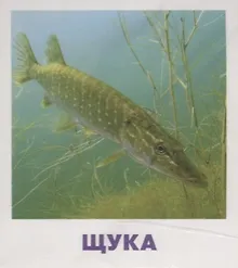 Купить Умный малыш. Пресноводные рыбы. Набор карточек для детей. — Фото №1