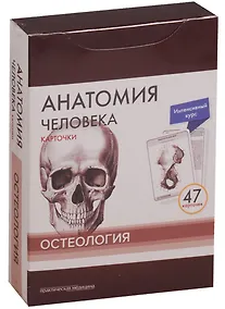 Купить Анатомия человека. Карточки. Остеология. Интенсивный курс (47 карточек) — Фото №1