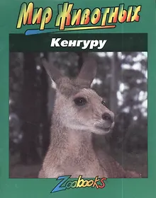 Купить Кенгуру — Фото №1