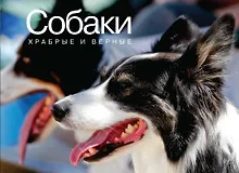Купить Собаки. Храбрые и верные — Фото №1