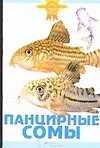 Купить Панцирные сомы — Фото №1