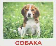 Купить Набор обучающих карточек 40 “Мои первые знания” — Фото №1