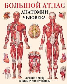 Купить Большой атлас  анатомии человека — Фото №1