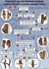 Купить Определитель кустарников средней полосы России в осенне-зимний сезон — Фото №1