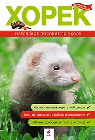 Купить Хорек. Все о покупке, уходе и содержании — Фото №1