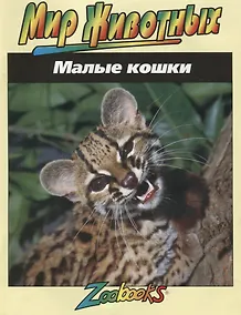 Купить Малые кошки — Фото №1