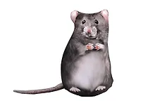 Купить Подушка декоративная антистресс Крыса (23х13) (bv-15) — Фото №1