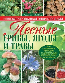 Купить Лесные грибы, ягоды и травы — Фото №1