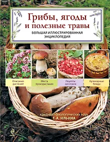 Купить Грибы.Грибы,ягоды и полезные травы — Фото №1