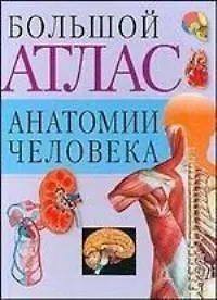 Купить Атлас анат.чел.(св.бол)60х90/8 — Фото №1