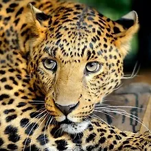 Купить Алмазная мозаика ТМ Рыжий кот 20х20см c подр., с полн. заполн. (класс.),18цв. Взгляд леопарда AC20077 — Фото №1