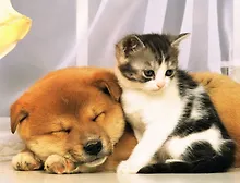 Купить Палитра. Холст с красками 30х40см по номерам в пленке Котёнок и спящий пёс (Арт. Х-7371) — Фото №1