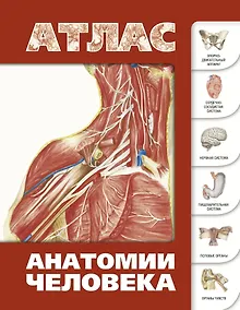 Купить Атлас анатомии человека(инт.пер.) — Фото №1