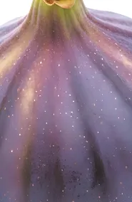 Купить Блокнот со спелым инжиром (А5, мягкая обложка, 32 л.) — Фото №1