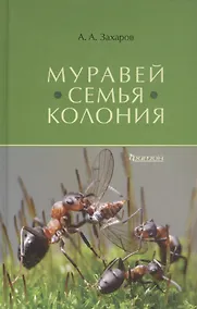 Купить Муравей. Семья Колония — Фото №1