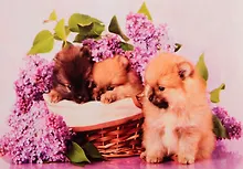 Купить Алмазная мозаика ТМ Рыжий кот 30*40 (класс) полное заполнение c подрамником Щенята с сиренью FC035 — Фото №1