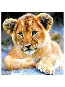 Купить Алмазная мозаика MAZARI Львенок , 30х30см (рама 28.8х28.8 см) частичная выкладка, стразы разного размера — Фото №1