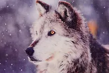 Купить Алмазная мозаика ТМ Рыжий кот 30*40 (класс) полное заполнение c подрамником Волк в снегу FC037 — Фото №1