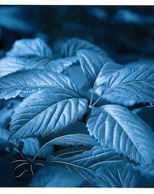 Купить Тетрадь в клетку Listoff, "Ночной сад", 48 листов, в ассортименте — Фото №1