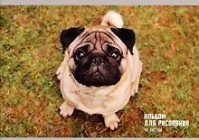 Купить Альбом для рисования Listoff, "Взгляд мопса", А4, 40 листов, на скрепке — Фото №1