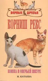 Купить Корниш рекс. Кошка в овечьей шкуре — Фото №1
