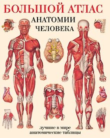 Купить Большой атлас анатомии человека(в табл) — Фото №1